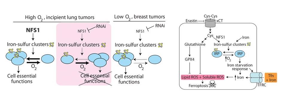 Figure on NFS1 and iron-sulfur cluster metabolism