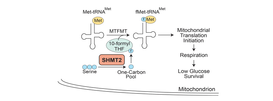 Diagram of SHMT2-driven mitochondrial translation initiation
