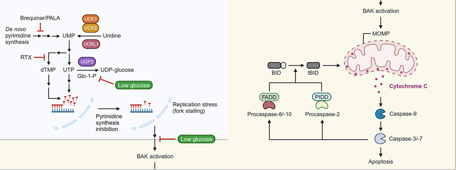 Figure on apoptotic pathways and pyrimidine restriction