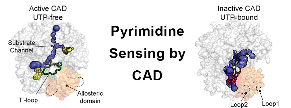 Figure on pyrimidine sensing by the enzyme CAD